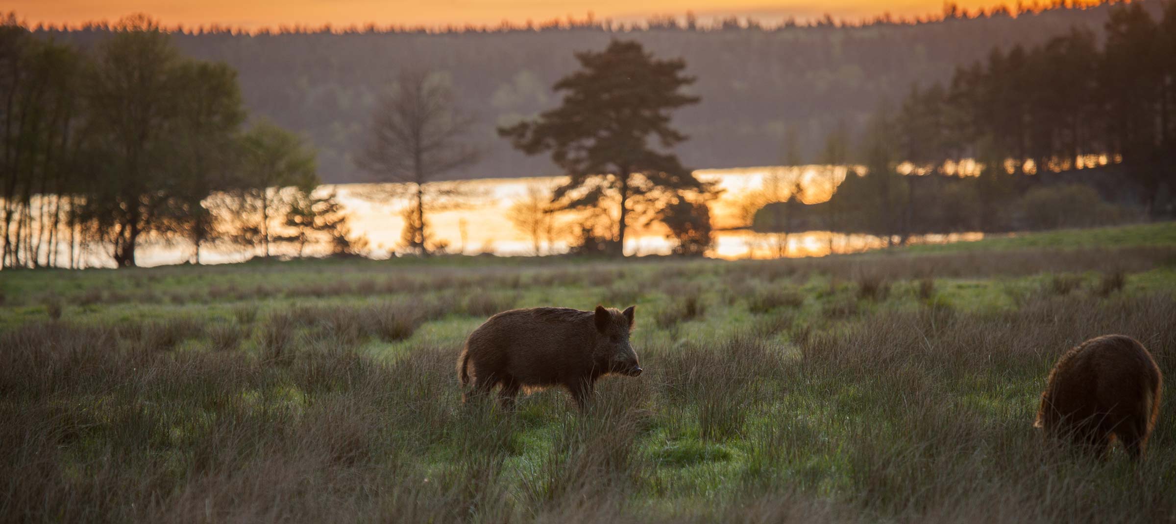 Vildsvinsjakt i soluppgång.
